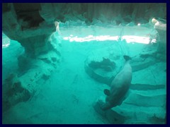 L'Oceanogràfic Oceanarium 105